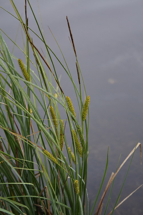 Изображение особи Carex rostrata.