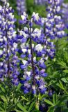 Lupinus nootkatensis. Соцветие. Исландия, национальный парк Ватнайокюдль (северная часть), долина р. Йокюльсау-ау-Фьёдлюм, склон холма у дороги. 05.08.2016.