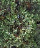 Juniperus excelsa. Верхушка ветви с шишкоягодами. Крым, Балаклавский р-н, урочище Айязьма, прибрежный склон. 06.06.2016.