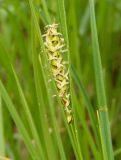 Carex melanostachya