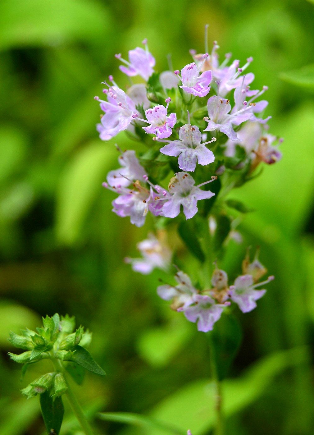 Изображение особи Thymus kirgisorum.