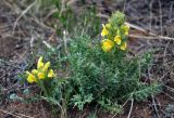 Pedicularis flava