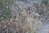 Lomelosia olivieri. Отцветающие растения. Узбекистан, г. Наманган, парк у Гервансайского вдхр., глинисто-каменистый берег. 31.05.2017.