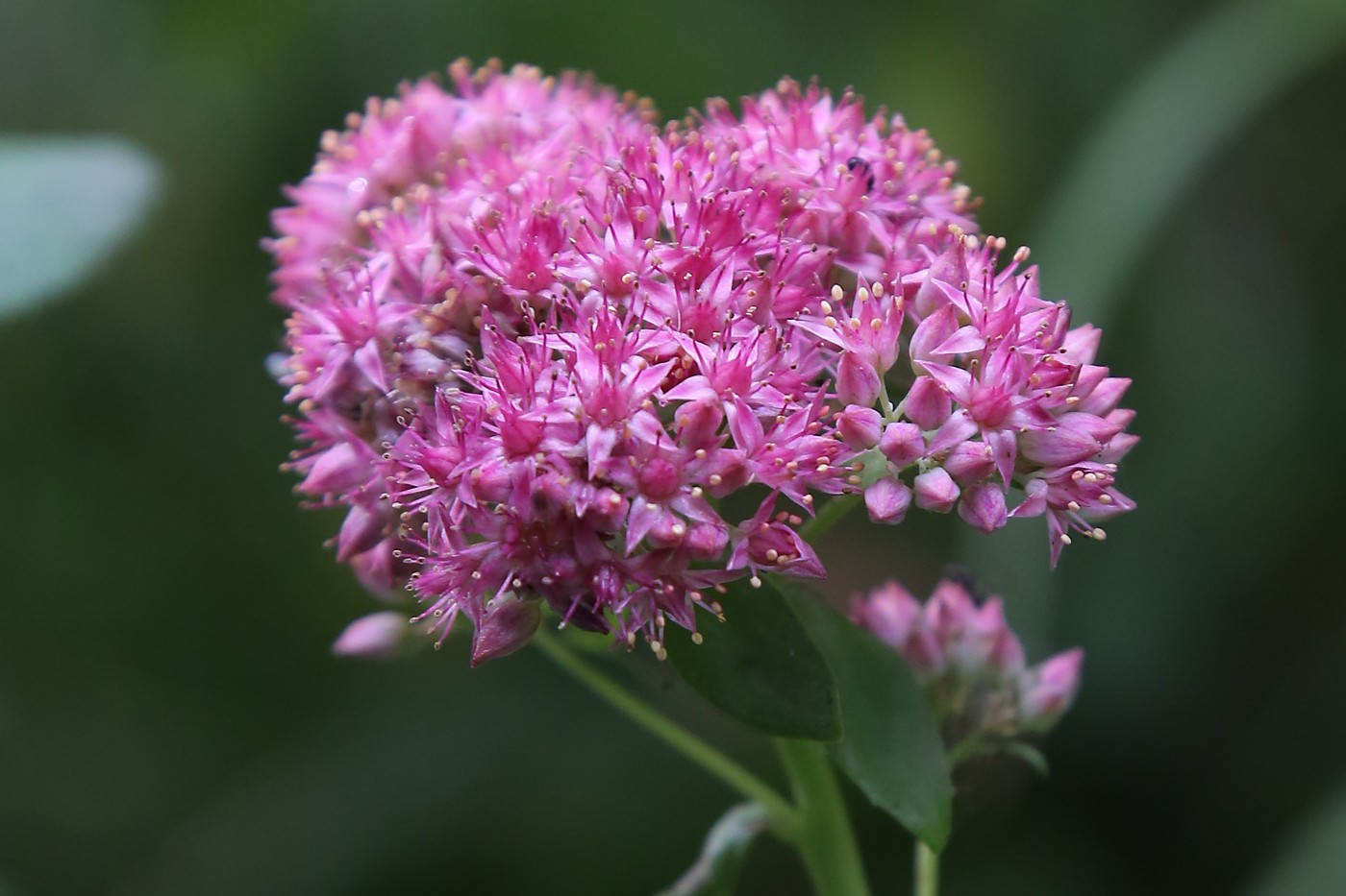 Изображение особи Hylotelephium triphyllum.