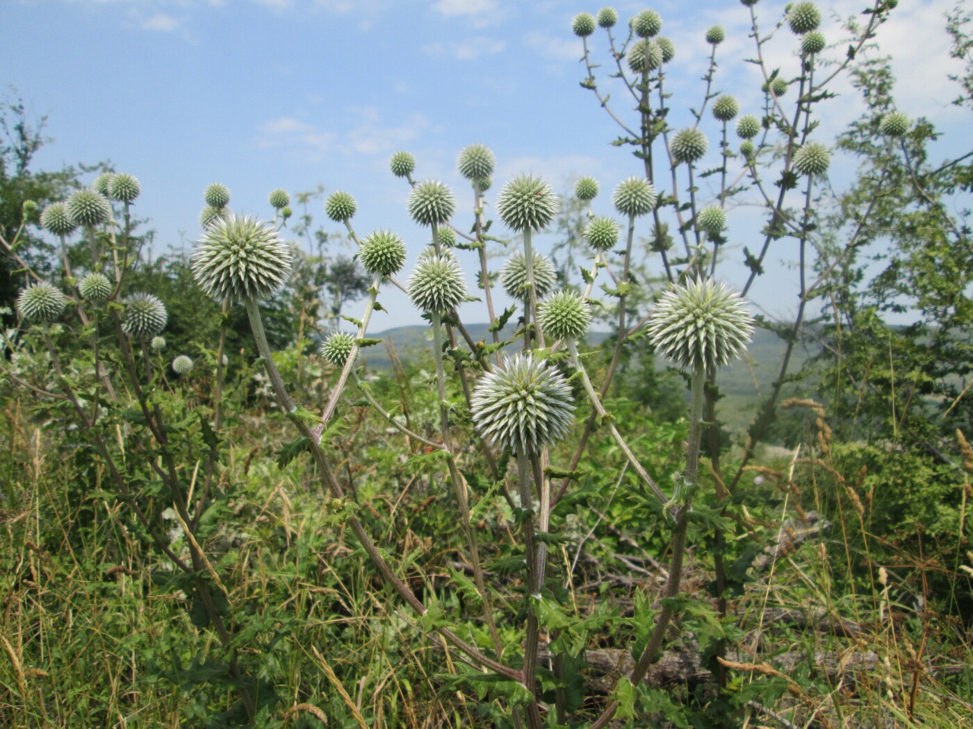 Изображение особи Echinops sphaerocephalus.