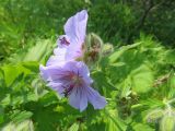 Geranium erianthum. Верхушка цветущего растения. Сахалинская обл., о. Итуруп, окр. с. Горное. 08.07.2017.