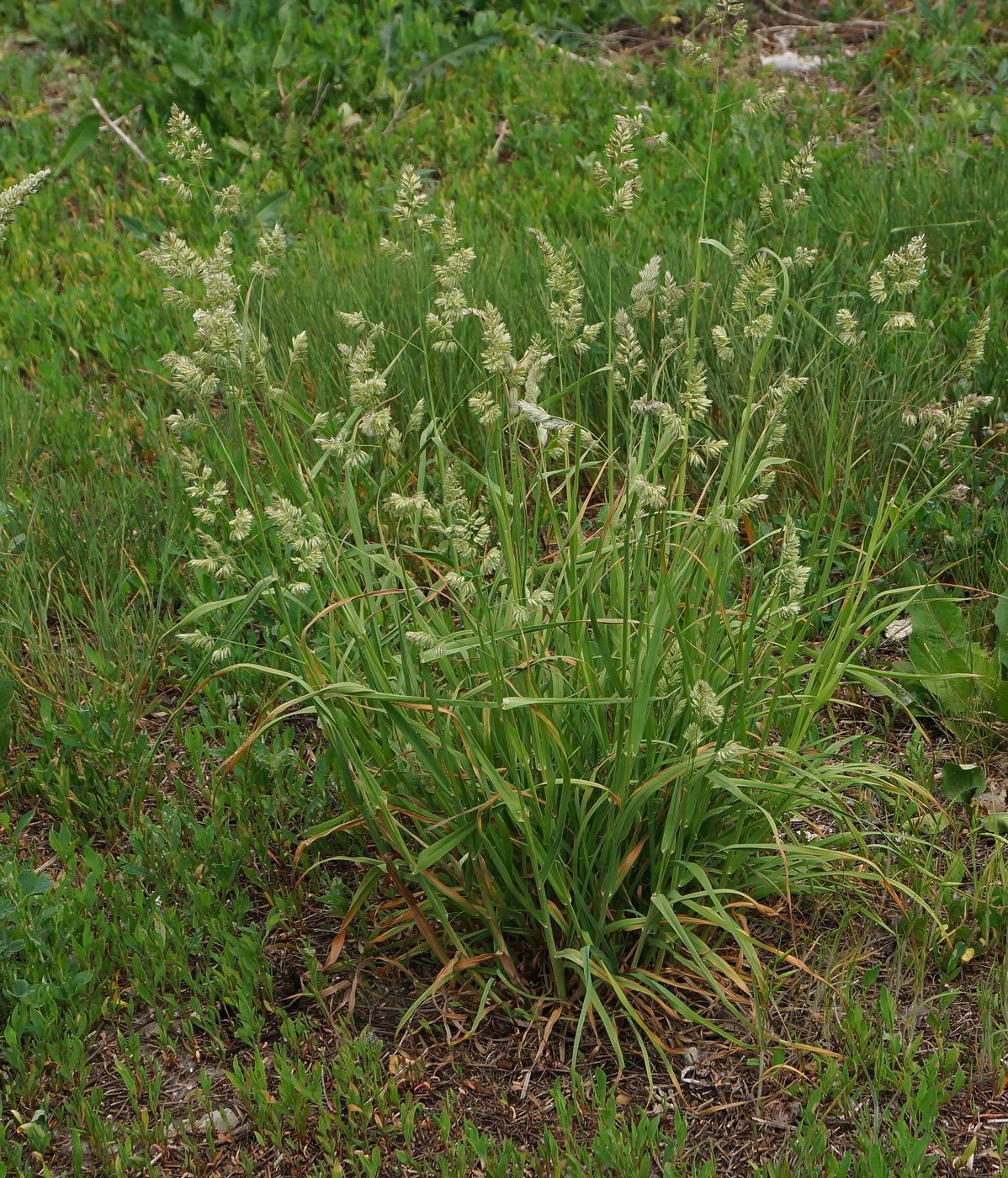 Изображение особи Dactylis glomerata.