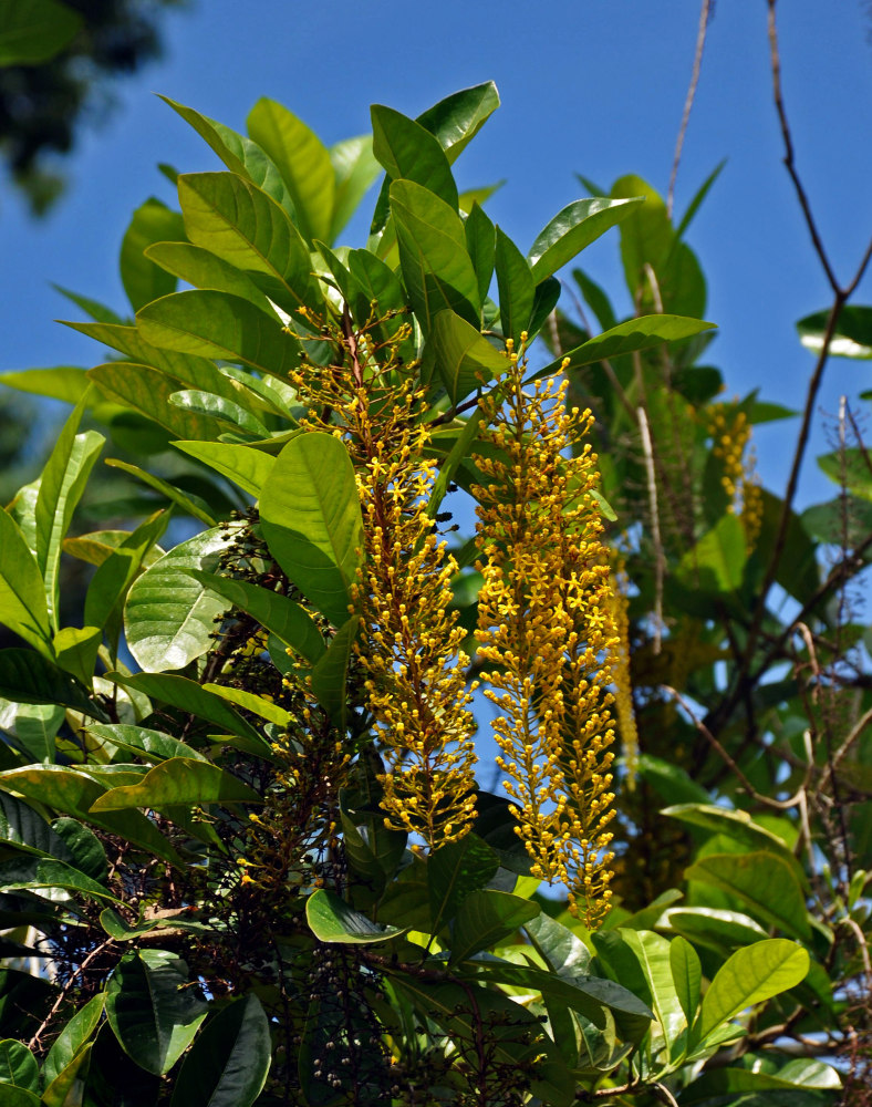 Изображение особи Lophanthera lactescens.