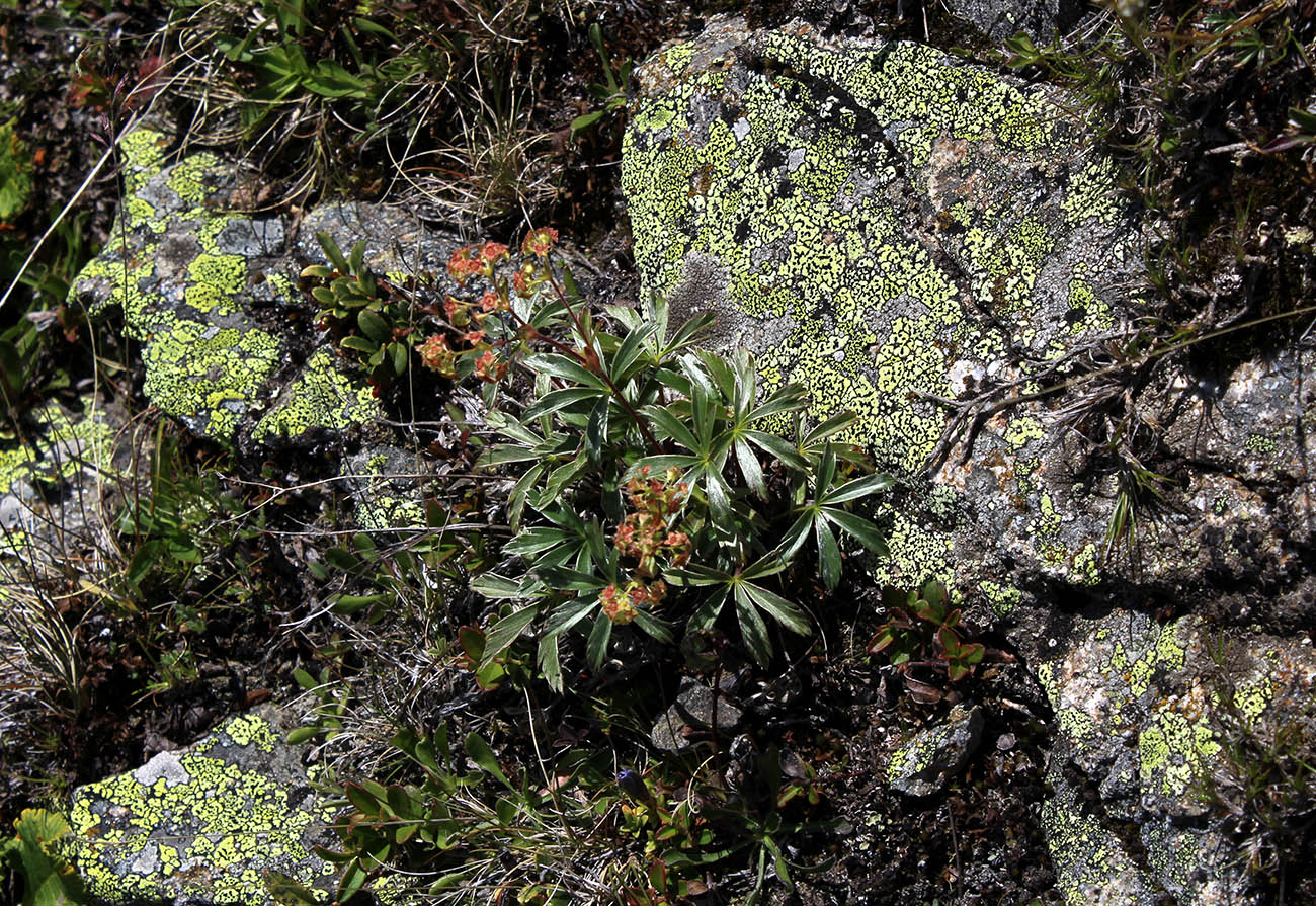 Image of Alchemilla sericea specimen.