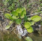 Alisma plantago-aquatica