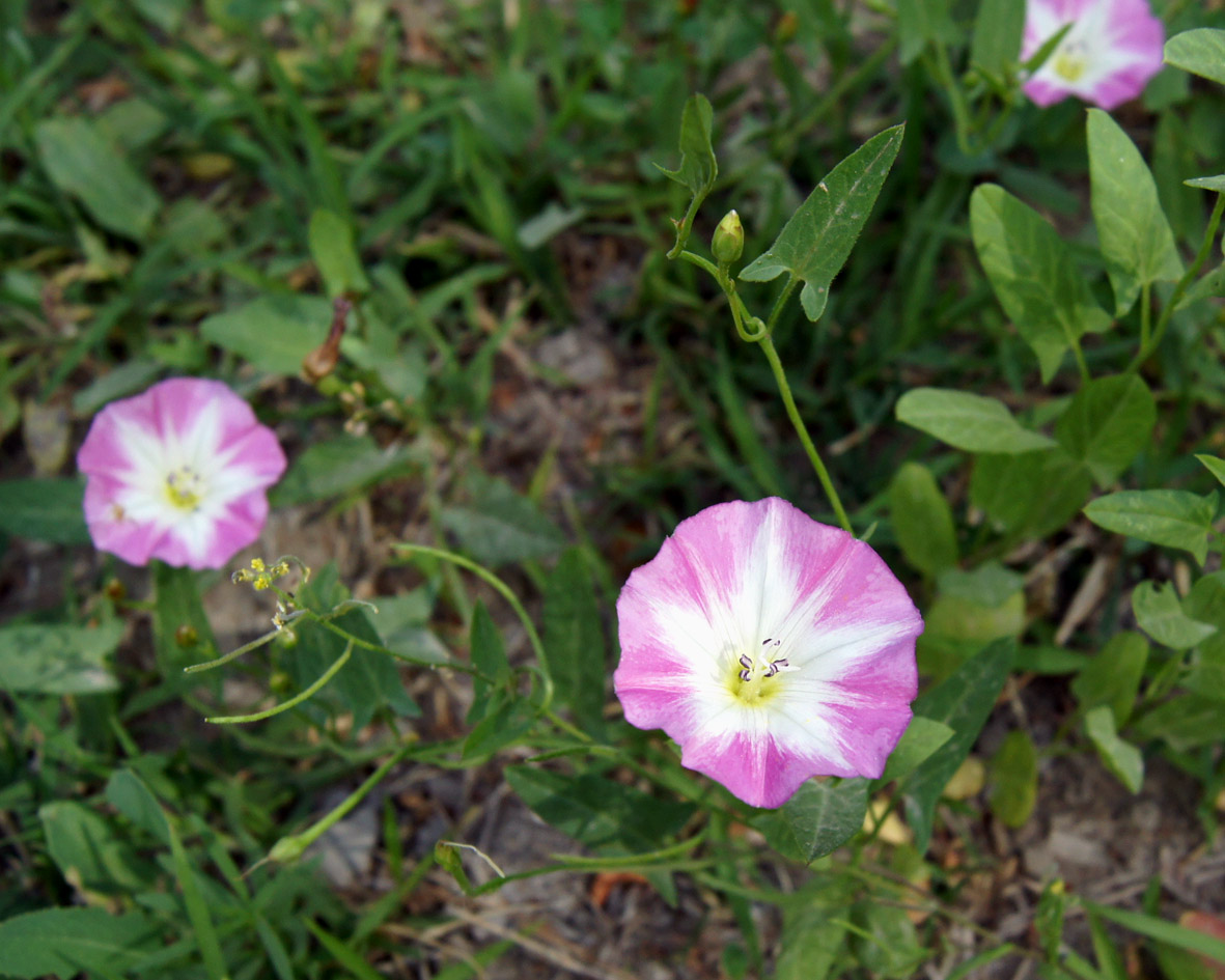 Изображение особи Convolvulus arvensis.