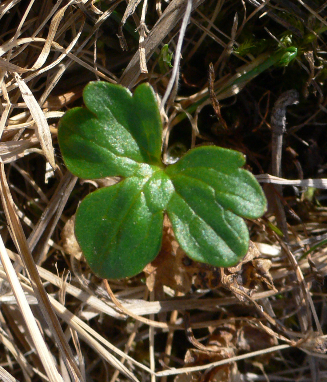 Изображение особи Ranunculus nivalis.