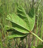 Malva sylvestris. Лист, поражённый ржавчинным грибом (вид снизу). Дагестан, юж. окр. Махачкалы, рудеральное место. 07.05.2018.