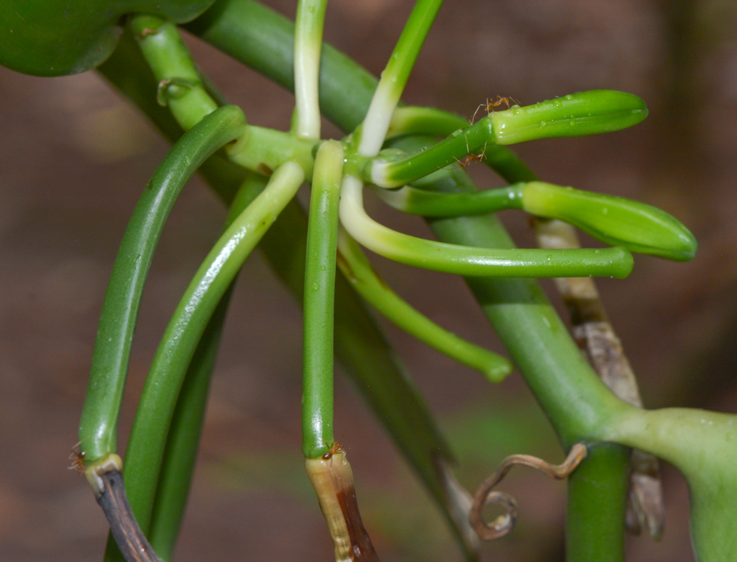 Image of Vanilla planifolia specimen.