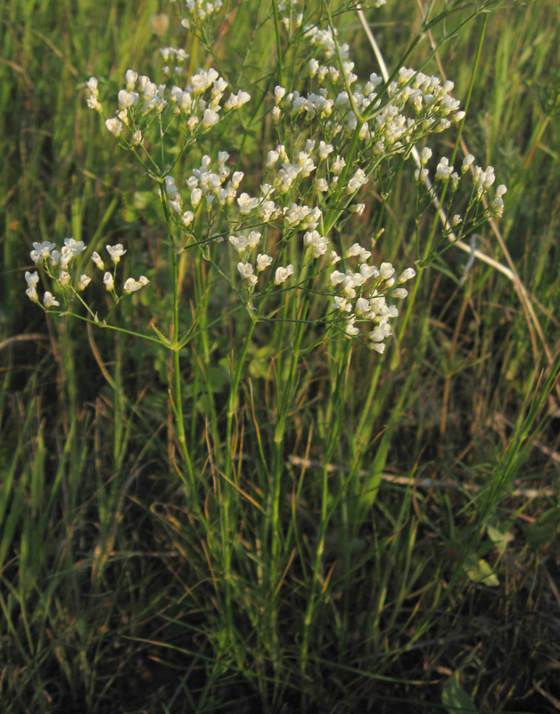 Image of Eremogone longifolia specimen.