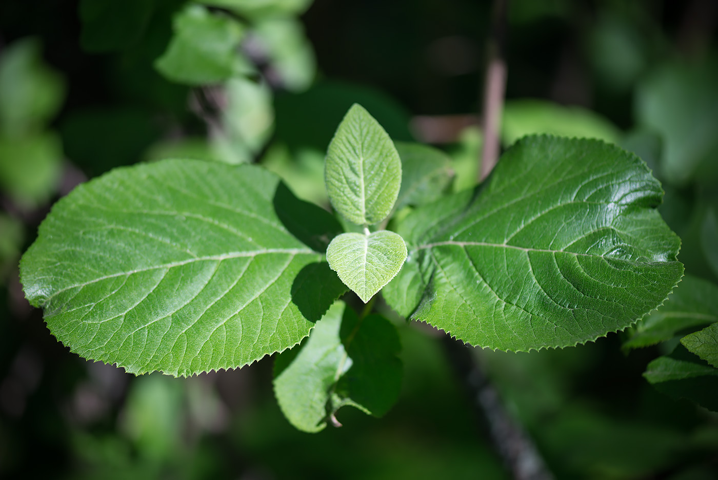 Изображение особи Viburnum lantana.