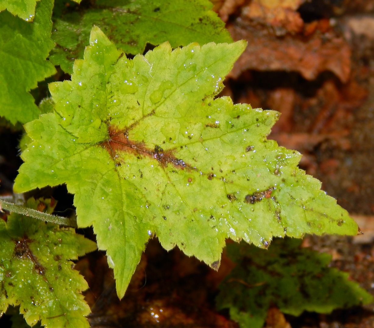 Изображение растения род Tiarella.