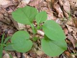 Doronicum austriacum