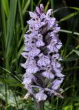 Dactylorhiza fuchsii