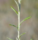 Helichrysum подвид barrelieri