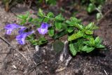 Scutellaria strigillosa