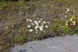 Leucanthemum ircutianum