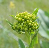 Senecio schwetzowii