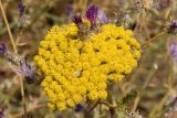 Achillea filipendulina. Соцветие (вверху торчат корзинки Centaurea pseudosquarrosa). Узбекистан, Ташкентская обл., южный склон Чаткальского хребта, бассейн р. Ахангаран, окр. г. Янгиабад, правый глинистый склон реки Каттасай. 15.07.2021.