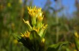 Solidago virgaurea. Верхушка побега с зацветающими соцветиями. Республика Адыгея, Майкопский р-н, ок. 7 км к югу от с. Новопрохладное, хр. Ду-Ду-Гуш, выс. ок. 1570 м н.у.м., субальпийский луг, на склоне. 30.07.2022.