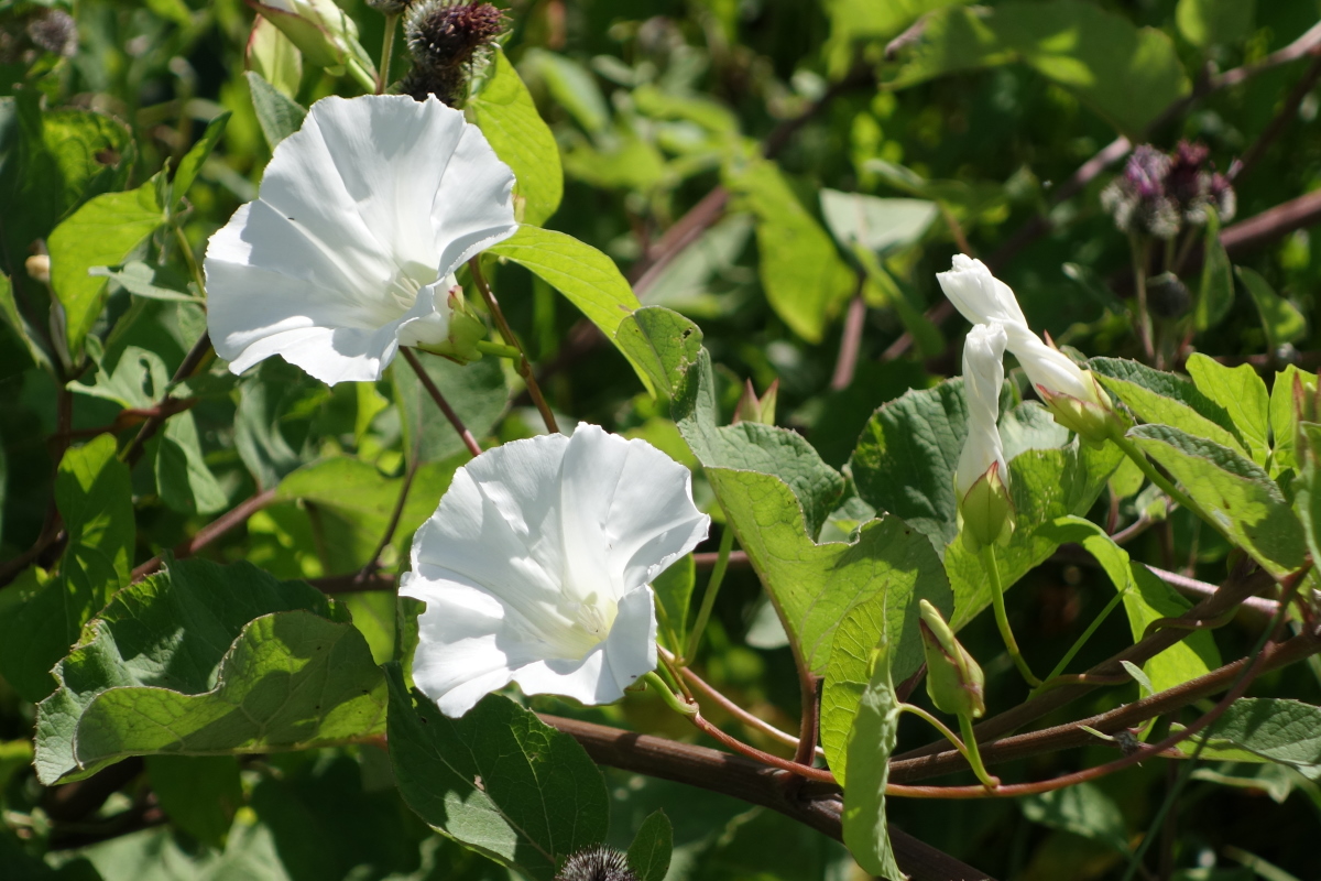 Изображение особи Calystegia sepium.