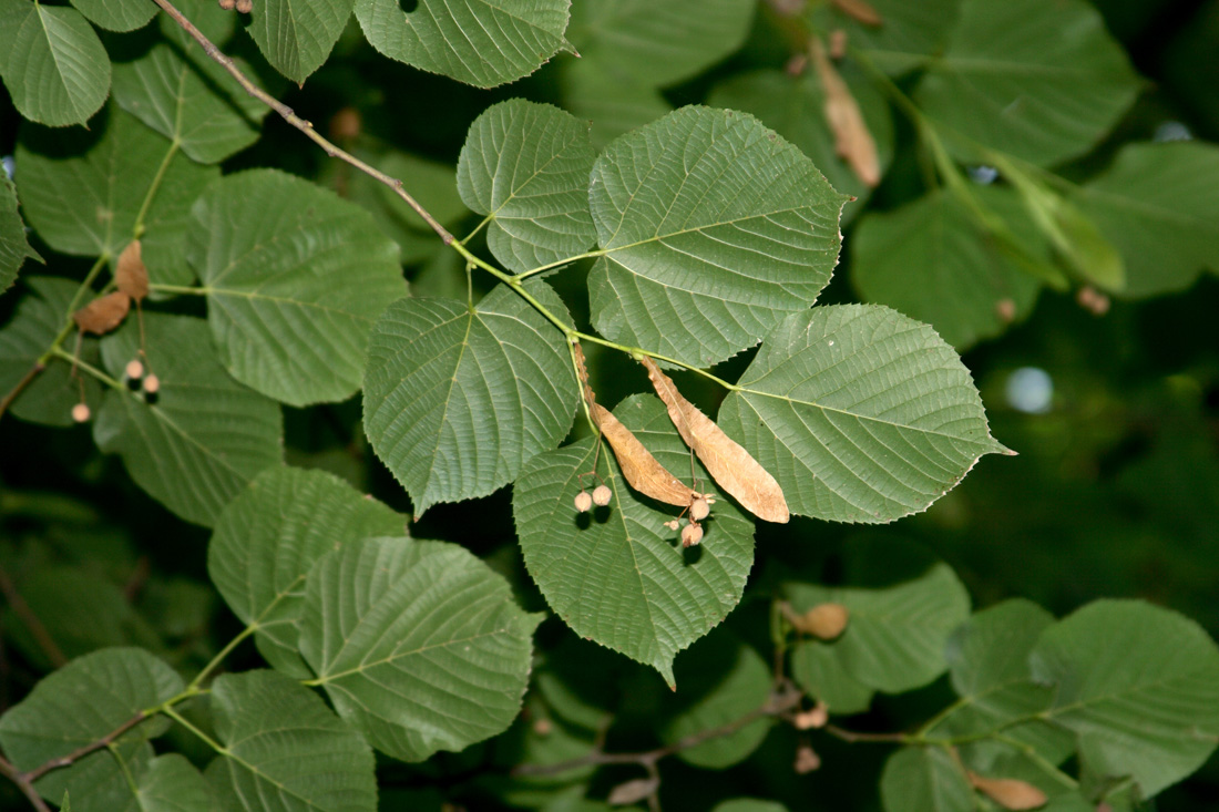 Изображение особи Tilia americana.