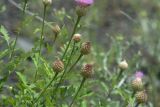 род Centaurea