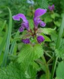 Lamium maculatum. Верхушка цветущего растения. Московская обл., ГО Подольск, усадьба Дубровицы, берег р. Пахра. 03.07.2023.