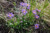 Aster alpinus