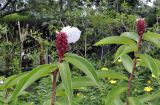 Hellenia speciosa. Верхушки цветущих растений. Вьетнам, провинция Кханьхоа, парк водопадов Ба Хо, в культуре. 02.09.2023.