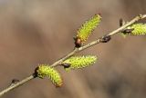 Salix pierotii