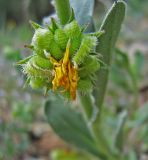 Calendula arvensis. Незрелое соплодие. Южный берег Крыма, Артек, глинистый приморский склон. 23.04.2007.