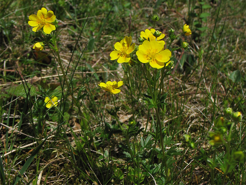 Изображение особи Potentilla aurea.