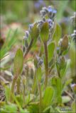 Myosotis micrantha