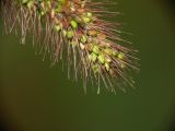 Setaria viridis