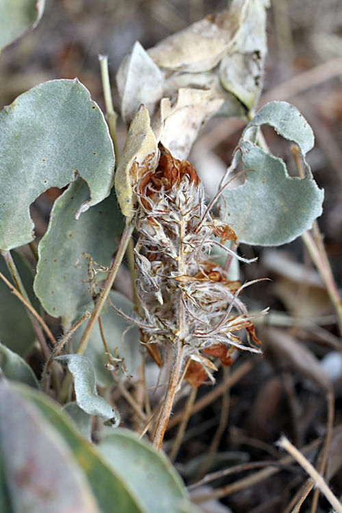 Изображение особи Hedysarum plumosum.