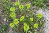 Euphorbia helioscopioides