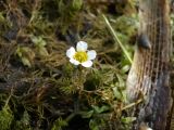 Ranunculus subrigidus