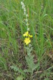 Verbascum undulatum