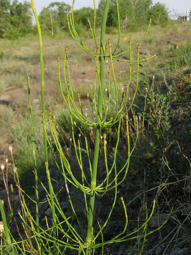 Изображение особи Equisetum ramosissimum.