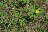 Anemone ranunculoides. Цветущее растение. Республика Татарстан, Волжско-Камский заповедник. 07.05.2011.