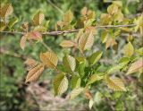 Ulmus minor. Веточки с молодой листвой. Черноморское побережье Кавказа, Новороссийск, близ мыса Шесхарис, лиственный лес. 1 мая 2012 г.