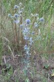 Eryngium planum