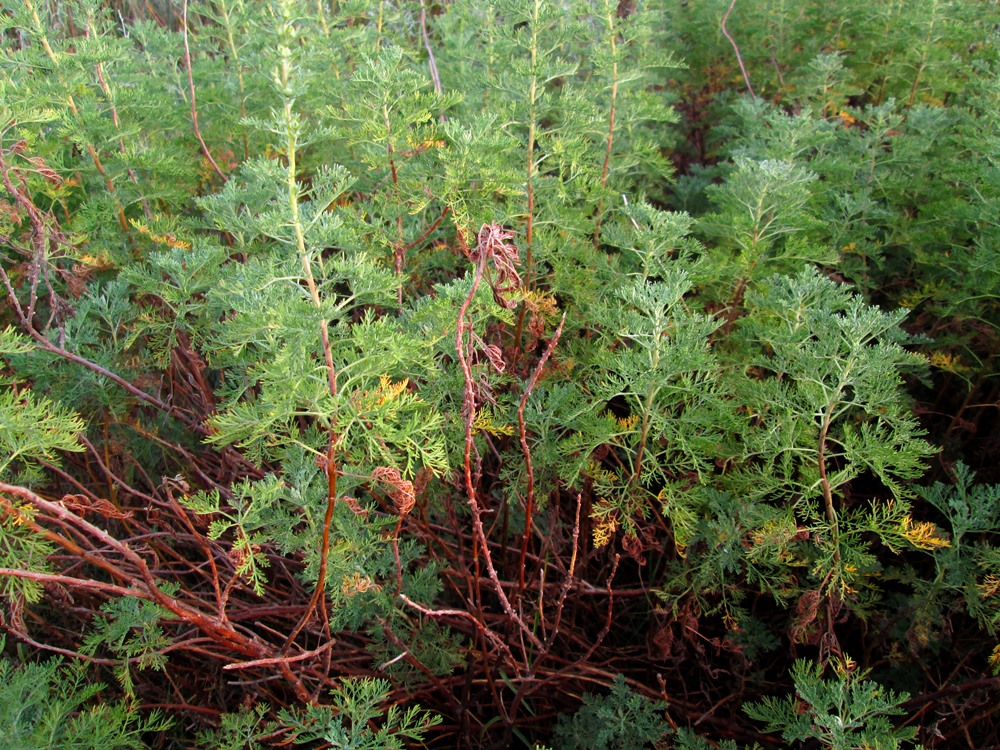 Изображение особи Artemisia abrotanum.