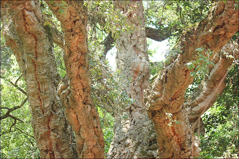 Изображение особи Quercus suber.